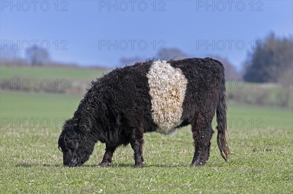 Belted Galloway