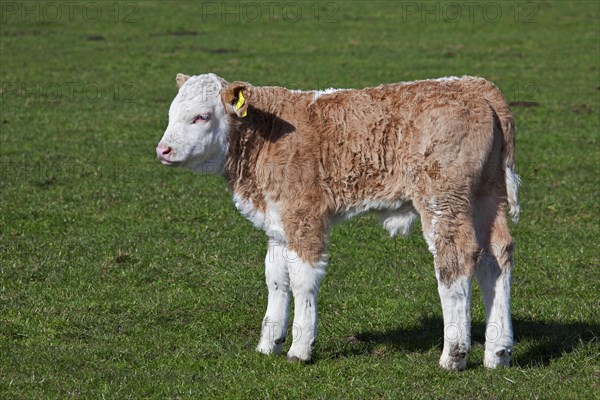 Calf