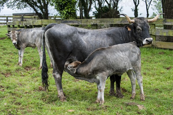 Tudanca cow suckling calf