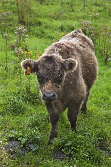 Galloway Cattle