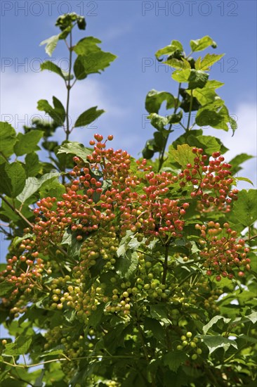 Red berries of Guelder rose