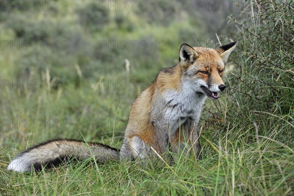 Red fox