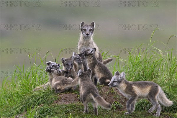 Arctic fox