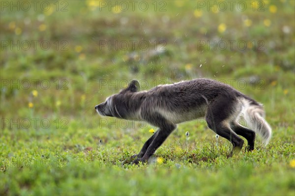 Wet Arctic fox