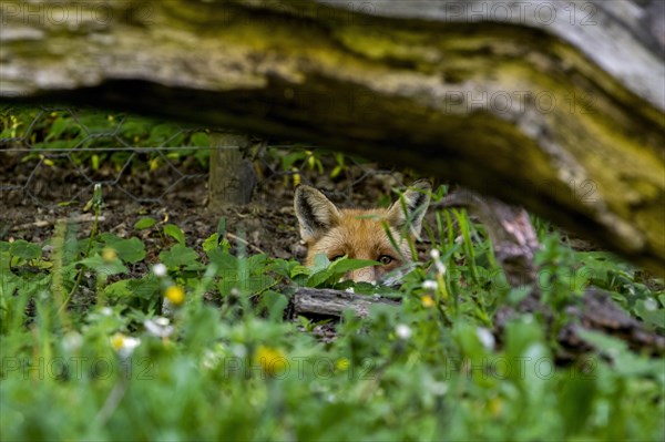 Hunting red fox