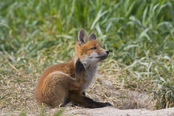 Young red fox