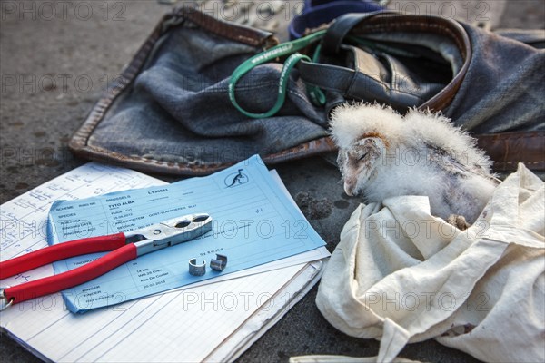 Ringed barn owl