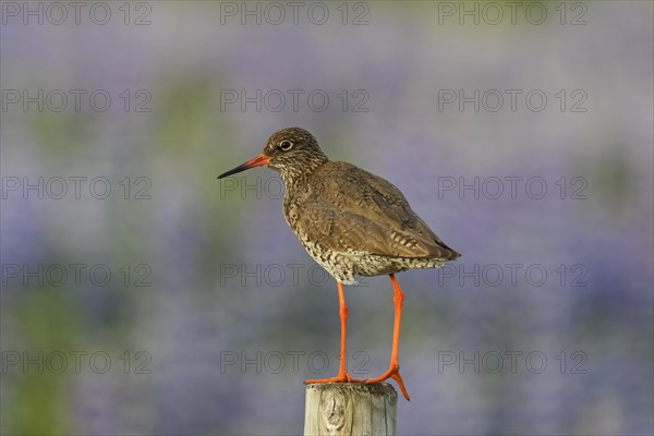 Common redshank