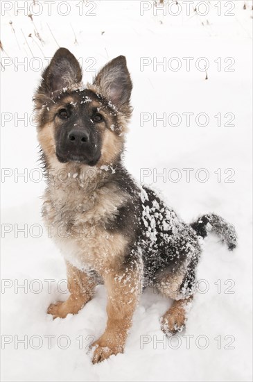 German shepherd