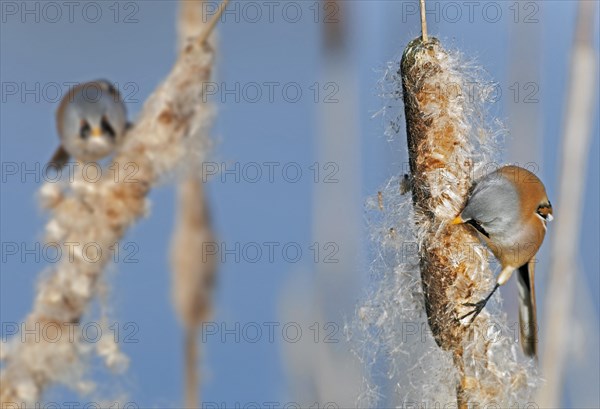 Two Bearded Reedlings