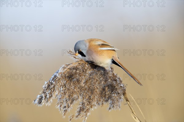 Bearded reedling