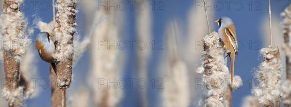 Bearded Reedlings