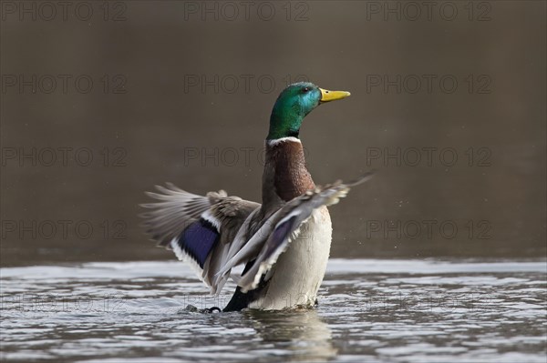 Mallard