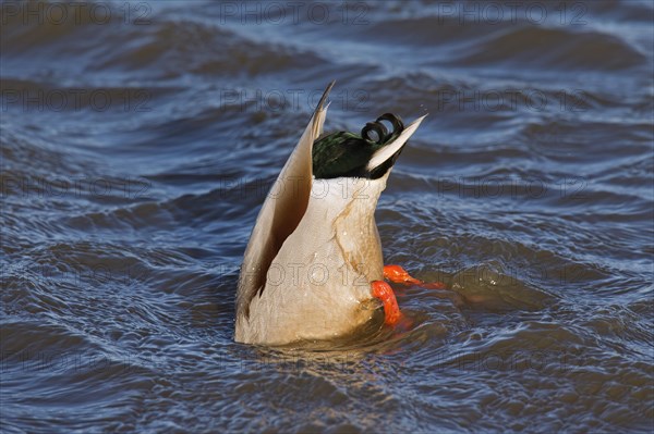 Mallard duck