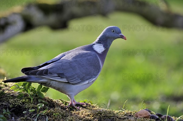 Wood pigeon