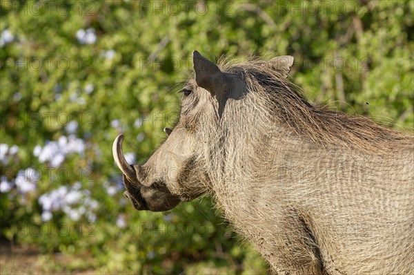 Common warthog