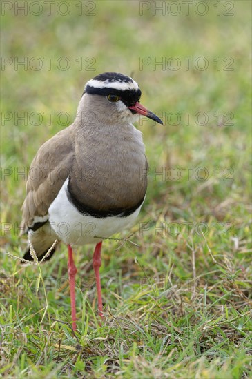 Crowned Lapwing