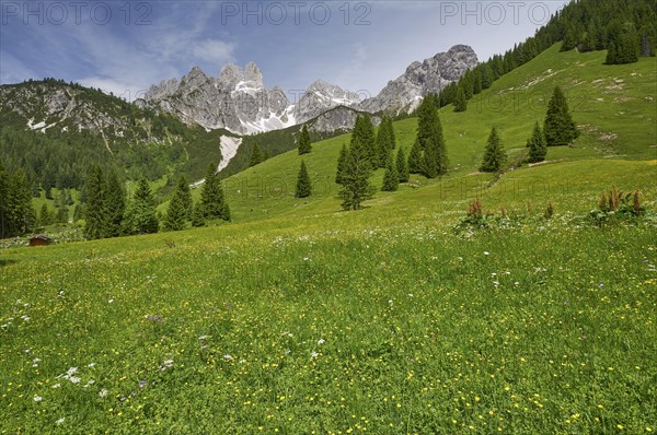 Alpine meadow in front of the large Bischofsmuetze