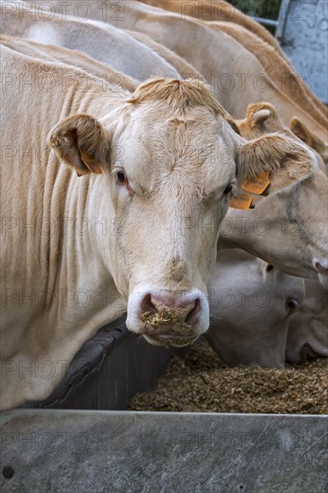 Herd of white Charolais cows