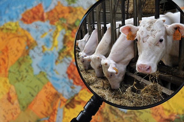 Cows in cattle breeder's cowshed seen through magnifying glass held against illuminated terrestrial globe