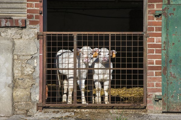 Two curious white calves tagged with earmarks in cow shed at dairy farm
