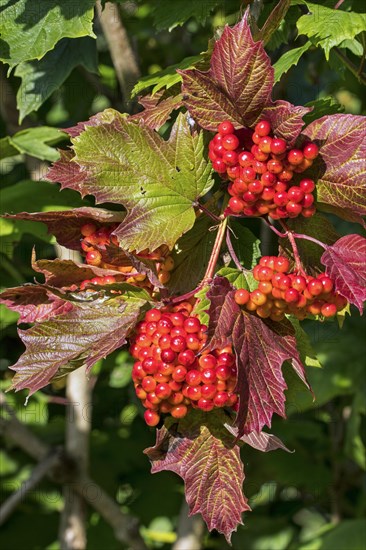 Guelder rose