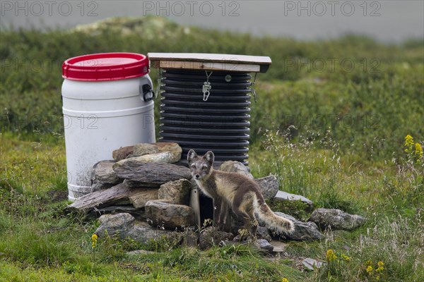 Arctic fox