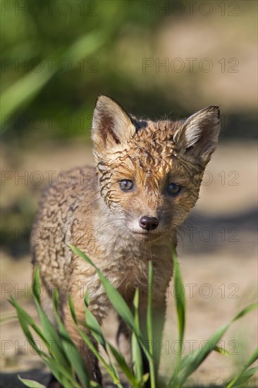 Red fox