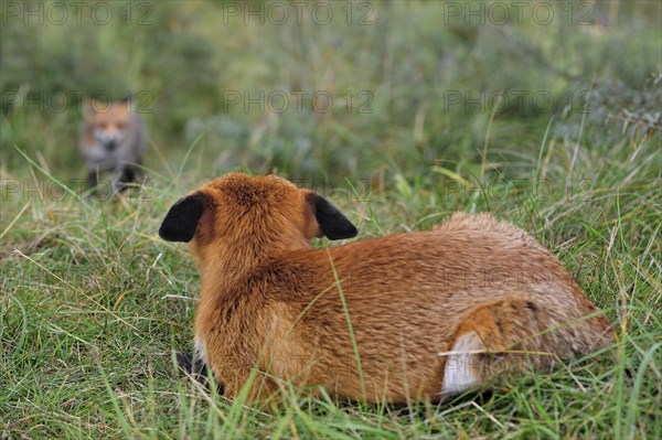 Territorial red fox