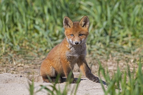 Young red fox