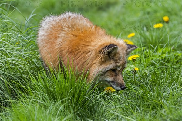 Red fox