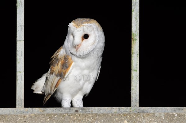 Barn owl