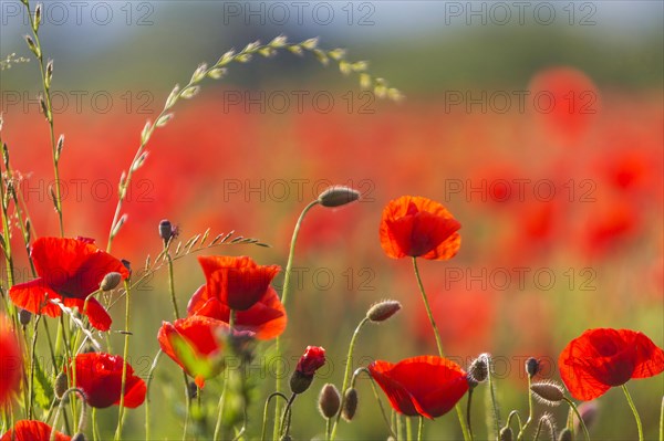 Poppy field