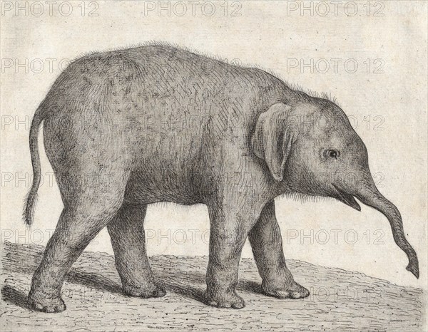 A Young Elephant