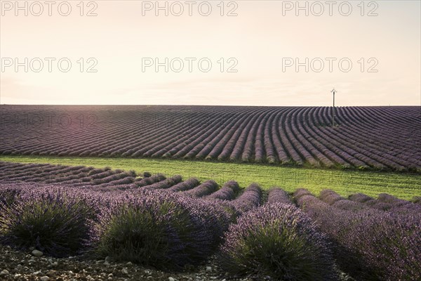 Flowering lavender