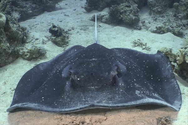 Portrait of black spotted ray