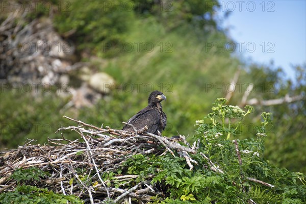 Bald eagle