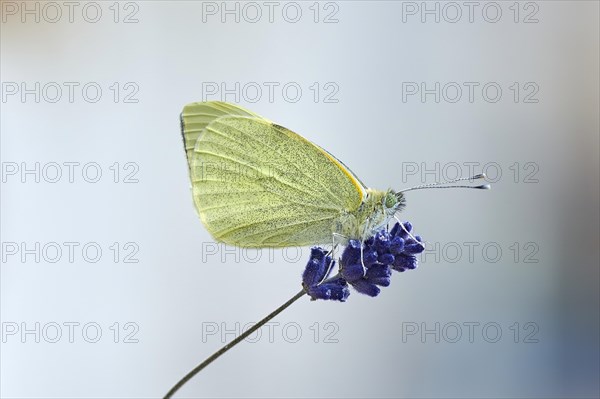 Large cabbage white