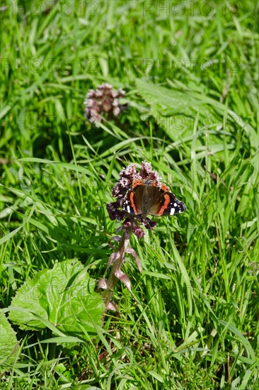 Butterbur