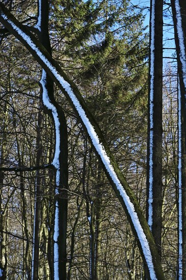Jasmund National Park in March