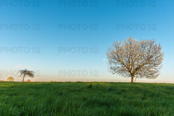 Apple tree in bloom in meadow at full moonrise at dusk. Alsace