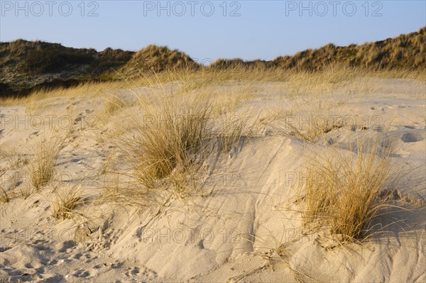 Dune with dune grass