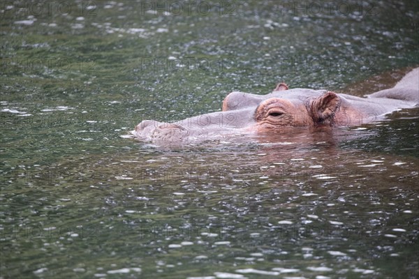 Niel horses chilling in the sunshine in a river in Tsavo East National Park in Kenya Africa