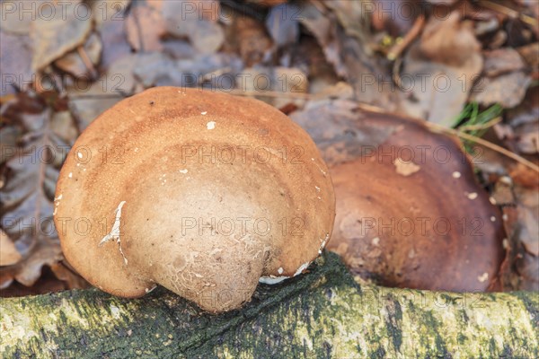 Birch tongue porling