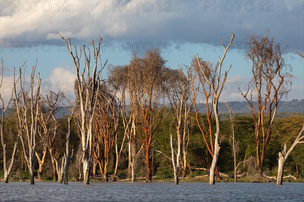 Dead trees