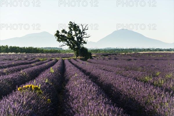 Flowering lavender