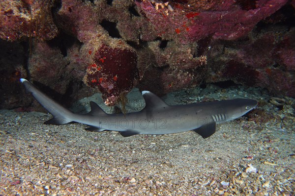 Whitetip reef shark