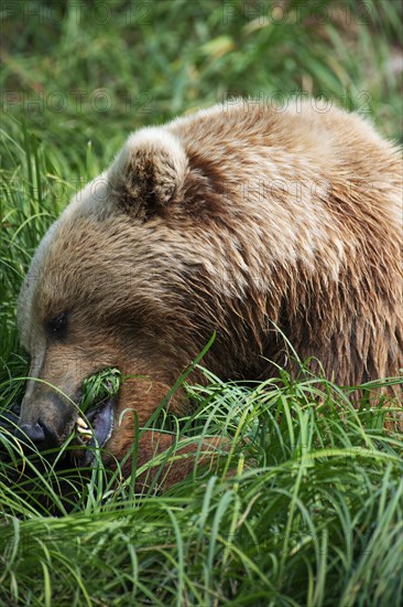 Coastal brown bear