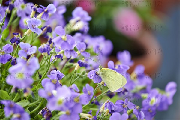 Large cabbage white