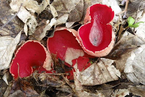 Scarlet elf cup